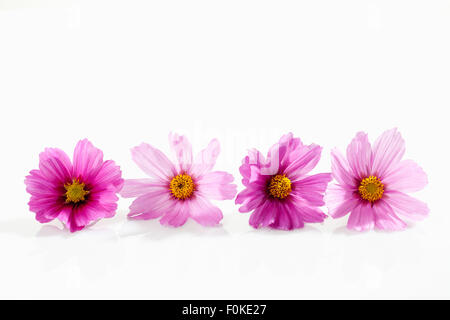 Mexikanische Aster, Cosmos Bipinnatus, Blüten Stockfoto