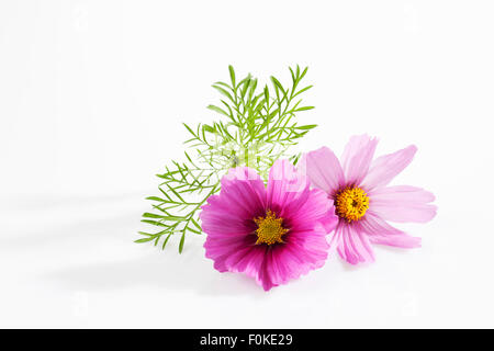 Mexikanische Aster, Cosmos Bipinnatus, Blüten Stockfoto