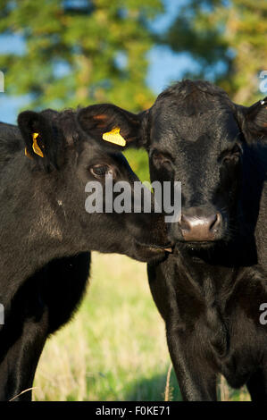 Welsh Black Rinder, traditionelle seltene Rasse Arten auf einer Wiese Stockfoto