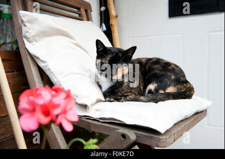 Hauskatze (Felis Silvestris Catus) Verlegung auf einem Stuhl außerhalb Stockfoto
