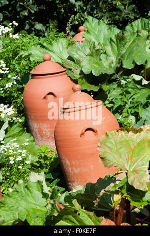 Rhabarber (Rheum Rhabarbarum) wächst in einem Terrakotta-Ton Topf England UK Europa Stockfoto