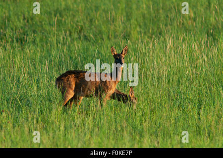 Zwei Reh (Capreolus Capreolus) auf Wiese, blickt man direkt in die Kamera, Eifel, Rheinland-Pfalz, Deutschland, Europa Stockfoto