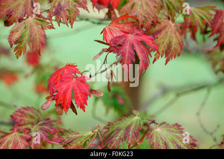 charakteristischen rot-Ahornblätter im Herbst Jane Ann Butler Fotografie JABP1325 Stockfoto