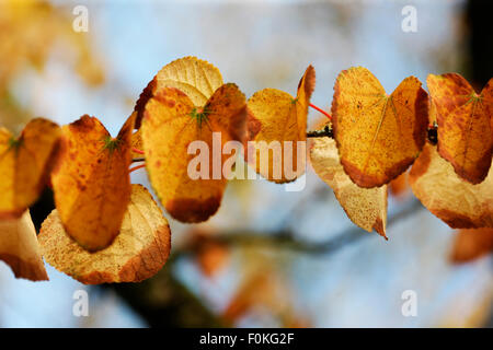 Cercidiphyllum Japonicum, Katsura-Baum im Herbst Jane Ann Butler Fotografie JABP1324 Stockfoto