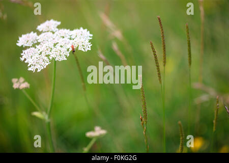 Hecke und Landschaft Wildblumen Jane Ann Butler Fotografie JABP1278 Stockfoto