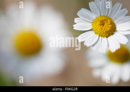 hübsche Ochse Auge Gänseblümchen, Sommer Wildblumen Jane Ann Butler Fotografie JABP1352 Stockfoto