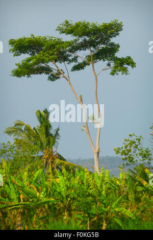 Schöne, einsame Baum, stehen vor einem klaren blauen Himmel auf einer Farm in Asien, mit Bananenbäumen und einer Palme in der foregrou Stockfoto