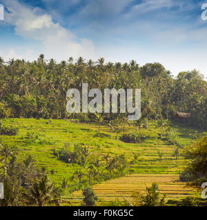 Teraced Reisfelder, im Schatten von Kokospalmen, auf einem Hang-Plantage in Südost-Asien wächst. Stockfoto