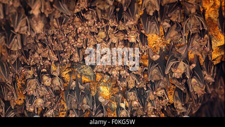 Kolonie von Fledermäusen, hängen von der Decke des Goa Lawah Bat Cave Tempel und schlafen in Bali, Indonesien. Stockfoto