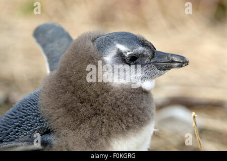 Afrikanische Pinguin (Spheniscus Demersus) Küken Mälzerei Stockfoto