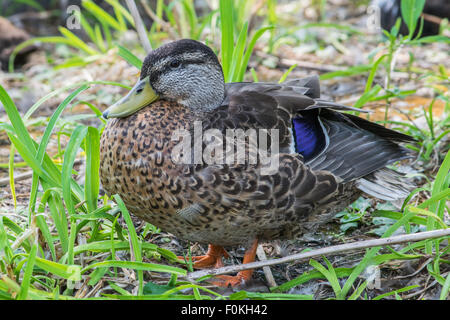 Weibliche Stockente Markierungen Ente Körper Stockfoto