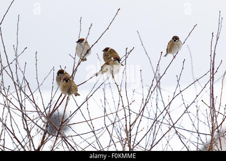 Vögel im Winter. Gefrorene Spatzen auf die Zweige des Busches Stockfoto