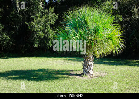 Sabal-Palme, der Zustandbaum von Florida. Stockfoto