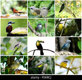 Schöne Sammlung von Vögel aus Panama zusammen in einer collage Stockfoto