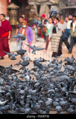 Eine Gruppe von Tauben in den frühen Morgenstunden auf der Boudhanath Stupa in Kathmandu, Mönche und Gebete sind Fuß in den Hintergrund. Stockfoto