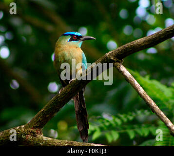 Schöne blau gekrönter Motmot Vogel sitzend auf einem Ast Stockfoto