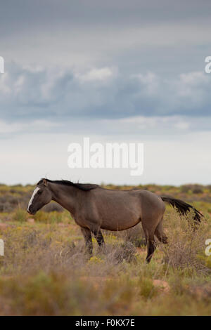 Wild Horse In Utah in der Nähe des Monument Valley, innerhalb der Navajo-Indianer-Reservat Stockfoto