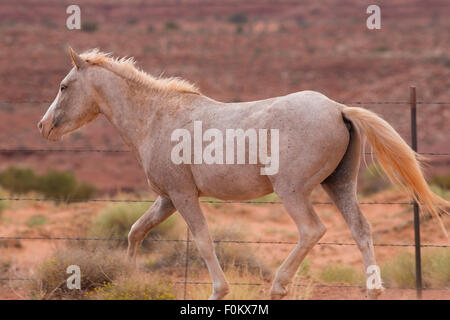 Wild Horse In Utah in der Nähe des Monument Valley, innerhalb der Navajo-Indianer-Reservat Stockfoto