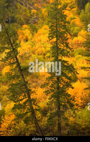 Wald in Tumwater Canyon National Forest Wenatchee, Washington Stockfoto