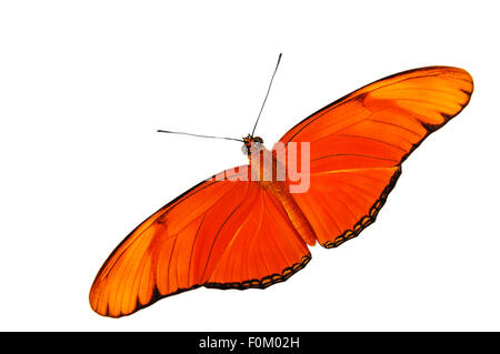 Schön, Julia Heliconian (Dryas Iulia) Schmetterling isoliert auf weiss Stockfoto