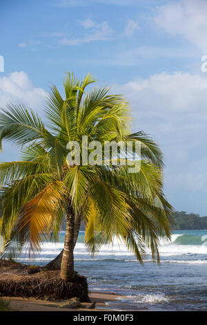 Tropische Insel-Panorama mit schiefen Kokospalmen und großen Wellen im Hintergrund, Bocas del Toro, Panama 2014. Stockfoto