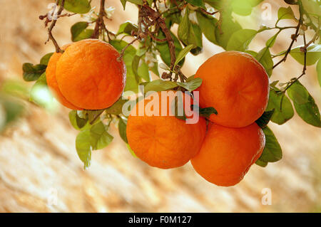 Reife Mandarinen auf einen Baum, Mandarine (Citrus Reticulata), Mallorca, Spanien Stockfoto