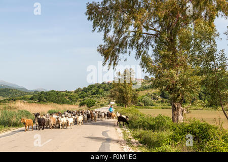 Schafherde auf einer Landstraße, Vlora, Albanien Stockfoto