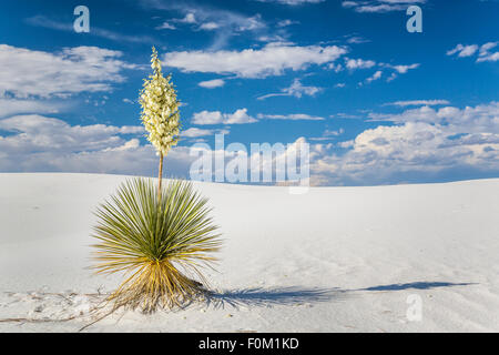 Blühenden Yucca-Pflanzen in den weißen Gips Dünen von White Sands National Monument in der Nähe von Alamogordo, New Mexico, USA. Stockfoto