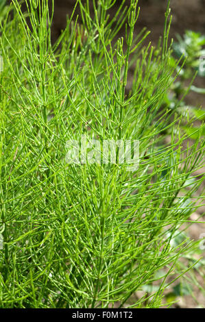 Ackerschachtelhalm; Equisetum; arvense Stockfoto