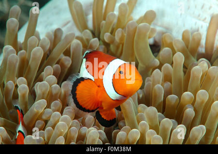 Bohol Sea, Philippinen. 15. Oktober 2014. Clown-Anemonenfische (Amphiprion Percula) Bohol Sea, Philippinen, Südostasien © Andrey Nekrassow/ZUMA Wire/ZUMAPRESS.com/Alamy Live-Nachrichten Stockfoto