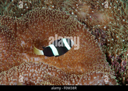 Bohol Sea, Philippinen. 15. Oktober 2014. Sebae Anemonenfisch (Amphiprion Sebae) Bohol Sea, Philippinen, Südostasien © Andrey Nekrassow/ZUMA Wire/ZUMAPRESS.com/Alamy Live-Nachrichten Stockfoto