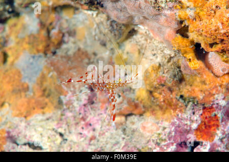 Bohol Sea, Philippinen. 15. Oktober 2014. Klar, Putzergarnelen (Urocaridella sp.) Bohol Sea, Philippinen, Südostasien © Andrey Nekrassow/ZUMA Wire/ZUMAPRESS.com/Alamy Live-Nachrichten Stockfoto