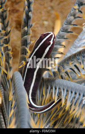 Bohol Sea, Philippinen. 15. Oktober 2014. Peitschenkorallen Clingfish (Discotrema Crinophilum) Bohol Sea, Cebu, Philippinen, Südostasien © Andrey Nekrassow/ZUMA Wire/ZUMAPRESS.com/Alamy Live-Nachrichten Stockfoto