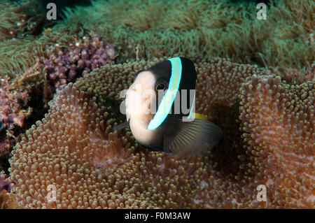 Bohol Sea, Philippinen. 15. Oktober 2014. Sebae Anemonenfisch (Amphiprion Sebae) Bohol Sea, Philippinen, Südostasien © Andrey Nekrassow/ZUMA Wire/ZUMAPRESS.com/Alamy Live-Nachrichten Stockfoto