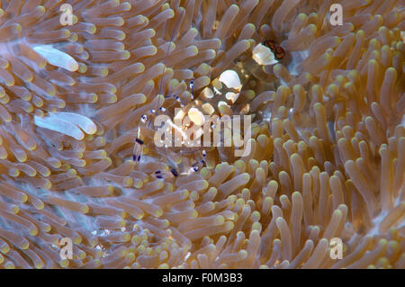 Bohol Sea, Philippinen. 15. Oktober 2014. Paar partner Garnelen (Periclimenes Brevicarpalis) Bohol Sea, Philippinen, Südostasien © Andrey Nekrassow/ZUMA Wire/ZUMAPRESS.com/Alamy Live-Nachrichten Stockfoto