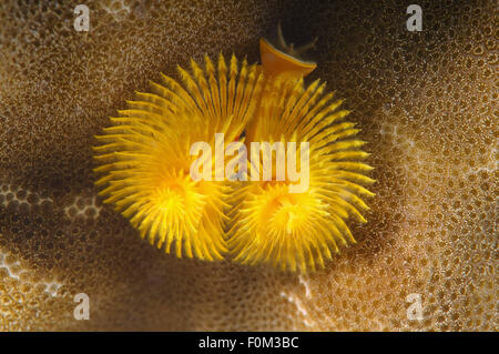 Bohol Sea, Philippinen. 15. Oktober 2014. Weihnachtsbaum Wurm (Spirobranchus Giganteus) Bohol Sea, Philippinen, Südostasien © Andrey Nekrassow/ZUMA Wire/ZUMAPRESS.com/Alamy Live-Nachrichten Stockfoto