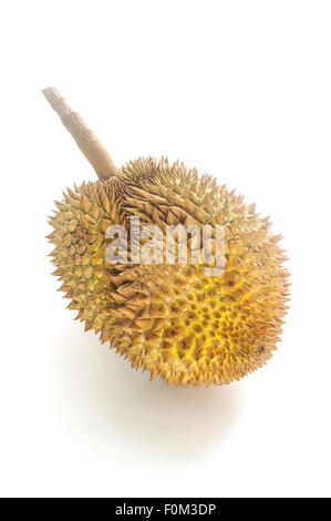 Frische Durian Frucht isoliert auf weißem Hintergrund Stockfoto