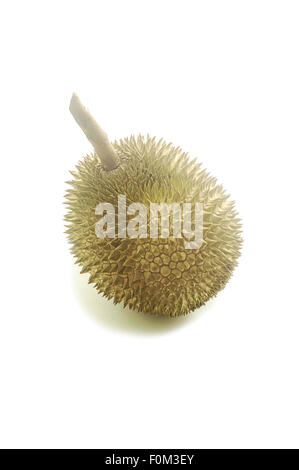 Frische Durian Frucht isoliert auf weißem Hintergrund Stockfoto