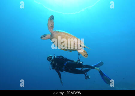 Bohol Sea, Philippinen. 15. Oktober 2014. Taucher mit Blick auf eine grüne Meeresschildkröte, Suppenschildkröte, schwarze Meeresschildkröte oder Pazifische Suppenschildkröte (Chelonia Mydas) Bohol Sea, Philippinen, Südostasien © Andrey Nekrassow/ZUMA Wire/ZUMAPRESS.com/Alamy Live-Nachrichten Stockfoto
