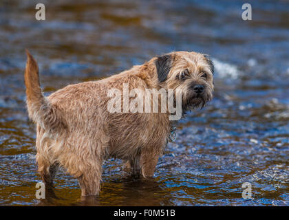 Border Terrier Hund Stockfoto