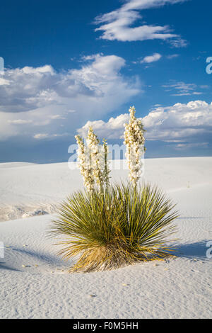 Blühenden Yucca-Pflanzen in den weißen Gips Dünen von White Sands National Monument in der Nähe von Alamogordo, New Mexico, USA. Stockfoto