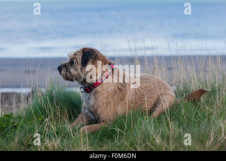 Border Terrier Hund Stockfoto