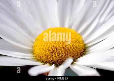 Makroaufnahme einer Blume Gänseblümchen Stockfoto