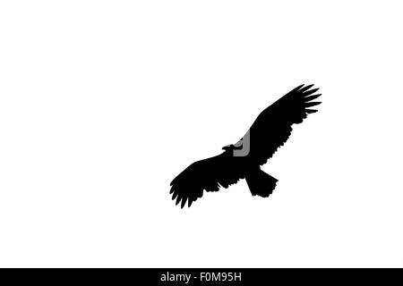 Adler-Silhouette isoliert auf weißem Hintergrund Stockfoto