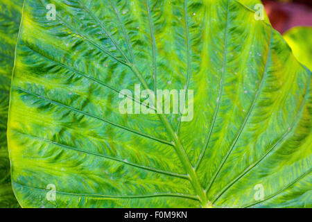 Riesen-Taro Blätter (Alocasia) Stockfoto