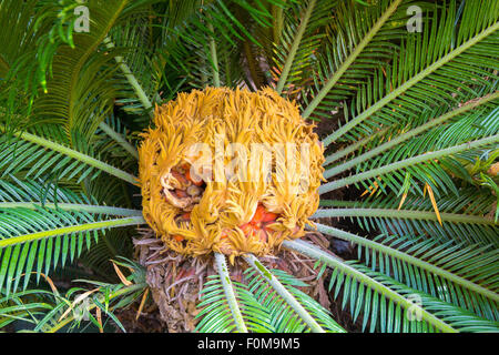Mitte der Handfläche Cycas revoluta Stockfoto
