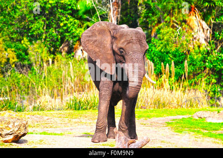 Männlicher afrikanischer Elefant stehend seinen Boden Stockfoto