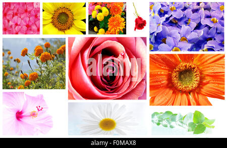 Schöne Sammlung von Blumen und Pflanzen in einer Collage zusammenstellen Stockfoto