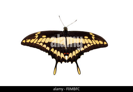 Schöne Riesen schlucken Tail Butterfly isoliert auf weiss Stockfoto
