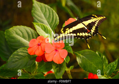 Schöne Riesen schlucken Schweif Schmetterling rosa Stiefmütterchen gehockt Stockfoto
